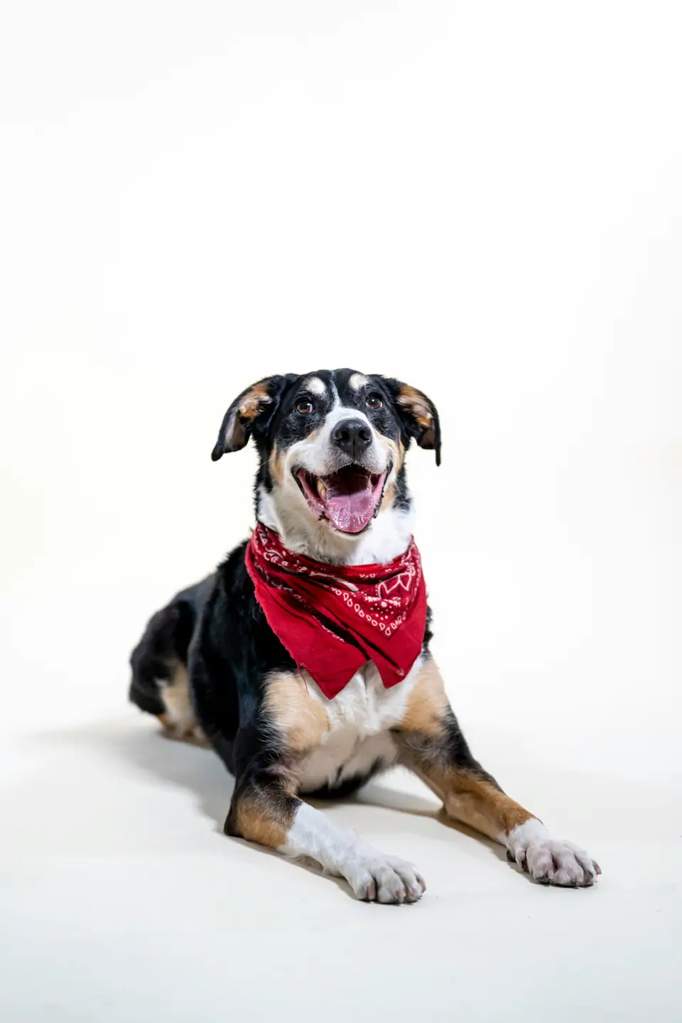 A happy black, white and brown dog wearing a red bandana